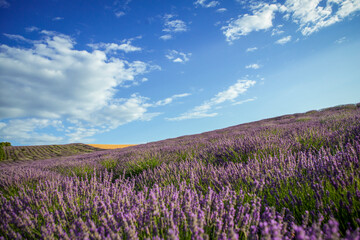 Fototapeta na wymiar Lavender field and blue sky on a sunny day, lavender bushes in rows
