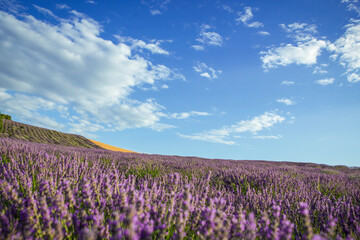Obraz premium Lavender flower blooming fields in endless rows.