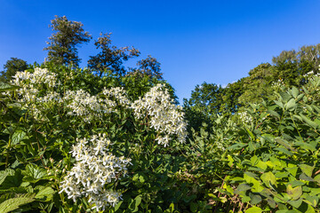White fragrant flowers of Clematis flammula or Clematis erect bloom in the summer garden