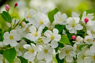 White Crabapple Blossoms