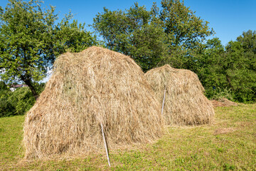 Straw for hay, grass. Close-up photo of hay. A stack of hay. Mowed grass.