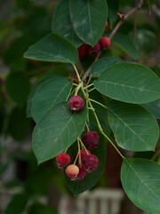 The ripening variously named Service berry, Saskatoon berry, shad berry, June berry detail in a tree and bush