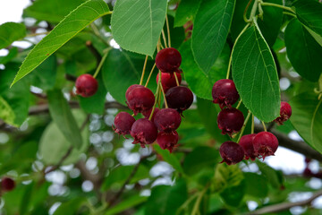 The ripening variously named Service berry, Saskatoon berry, shad berry, June berry detail in a tree and bush