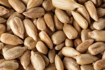 Closeup view of peeled sunflower seeds as background
