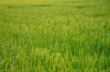 Fototapeta premium horizontal green rice field in Thailand