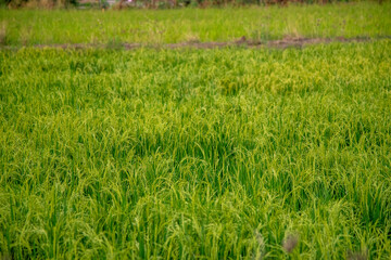 horizontal green rice field in Thailand