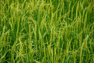 horizontal green rice field in Thailand