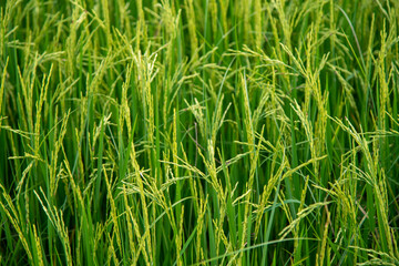 horizontal green rice field in Thailand