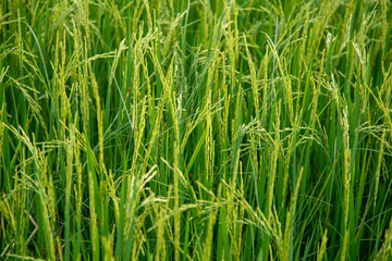 Fototapeta na wymiar horizontal green rice field in Thailand