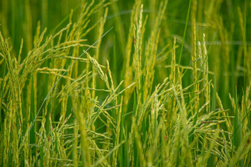 horizontal green rice field in Thailand