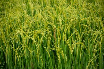 horizontal green rice field in Thailand