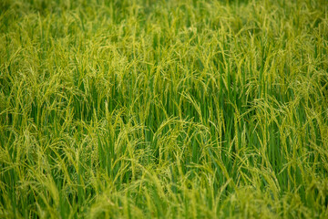 horizontal green rice field in Thailand