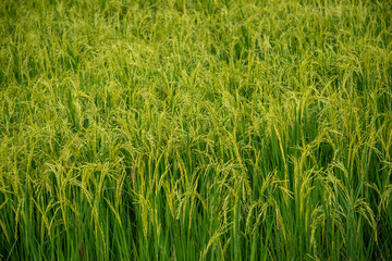 horizontal green rice field in Thailand