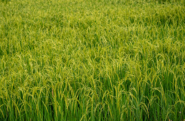 horizontal green rice field in Thailand