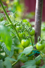 green ripe tomatoes on a bush in the garden. Growing vegetables in the ground