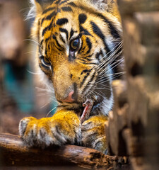 Sumatran tiger (Panthera tigris sumatrae), rare tiger subspecies that inhabits the Indonesian...