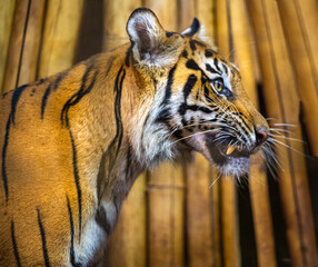Sumatran tiger (Panthera tigris sumatrae), rare tiger subspecies that inhabits the Indonesian island of Sumatra
