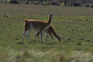 Lama animal, , in pampas grassland environment, La Pampa province, Patagonia,  Argentina