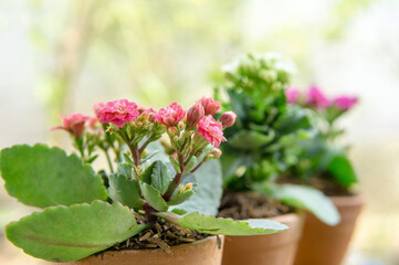 Colorful Beautiful Kalancho Flower Blooming In The Morning