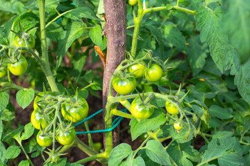 Twigs with ovaries of ripe green tomatoes on a bush in the garden. Growing vegetables in the ground
