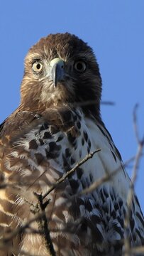 Vertical video of Red-tailed hawk in Oak Tree.  Shot at Rocky Peak Park in Ventura County, California. 