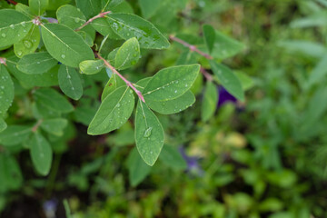 Fototapeta na wymiar honeysuckle bush with leaves, close up