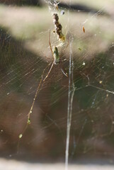 spider on a web