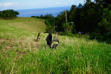 Wild chickens in Azores islands, Portugal