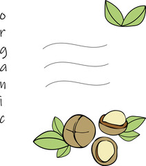 Macadamia nuts with leaves. Vegetarian food or snack vector illustration. Place for text.
