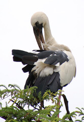 black and white heron sitting on a tree branch