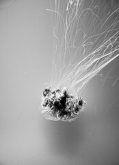 A jellyfish floating in an aquarium salt water tank. 
