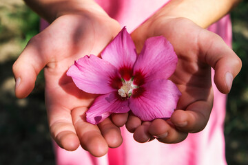 Female hands hold a delicate pink hibiscus flower in the palms against the backdrop of nature.