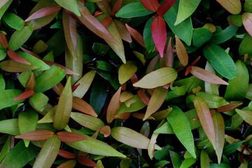 leaves background