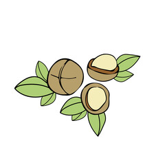 Macadamia nuts with leaves on a white background. Vegetarian, healthy food or snack, vector illustration.