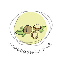 Macadamia nut logo. Round linear logo of macadamia on white background.Vegetarian food or snack vector illustration.