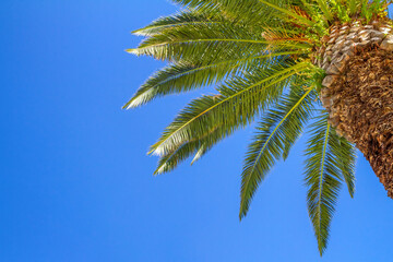Palm tree against the background of the blue sky with copy space. Palm tree at tropical coast. Travel and vacation concept