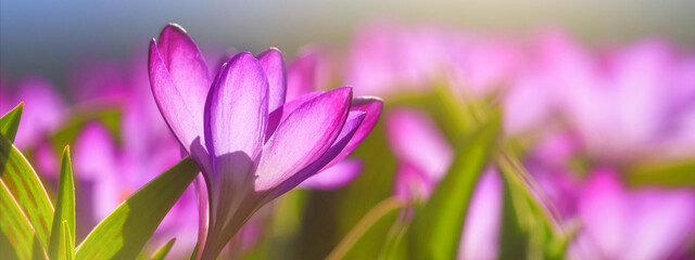 Panorama, banner - close-up of blooming spring flowering plant of the Iridaceae  family, violet...