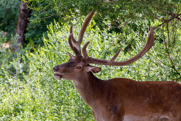 Young male deer - Deer feeds on the leaves of a tree. The young male has recently changed his...