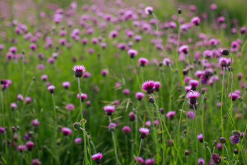 Meadow in Spring time covered by small pink flowers