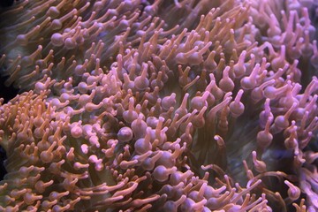 Naklejka na ściany i meble pink sea anemone