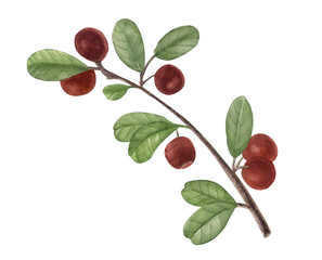 Red berries cranberries. Watercolor hand-painted realistic botanical illustration isolated on a white background. Perfect for any projects, prints, menu, cards, decor.