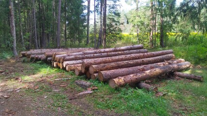 As a result of sanitary felling of trees, a stack of logs was stacked on the edge of the forest for their subsequent export for industrial processing. The weather is sunny