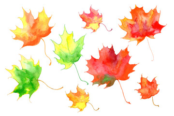 Set of watercolor autumn leaves of maple. Hand painted watercolor illustration. isolated on white background.