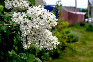 fresh blooming fragrant white lilac with raindrops