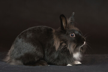 mini królik w studiu fotograficznym