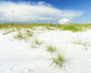 Florida Grassy Sand Dune