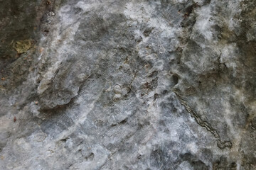 Selective focus of Fusulinid Fossils on limestone wall