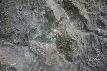 Selective focus of Fusulinid Fossils on limestone wall