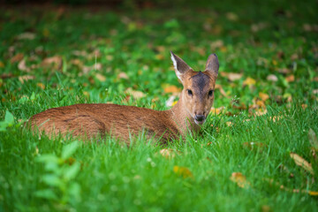 Portrait of deer sitting on spring green grass