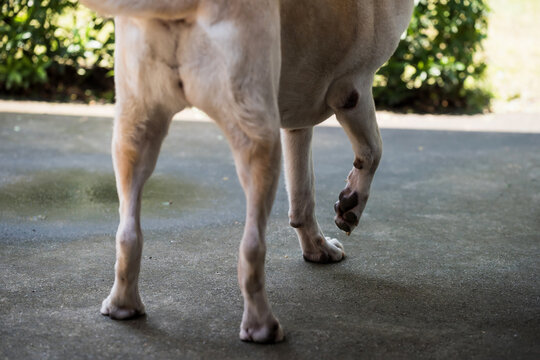 cream dog raise its injured front right leg during walking